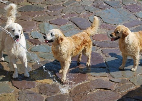 giochi d'acqua golden
