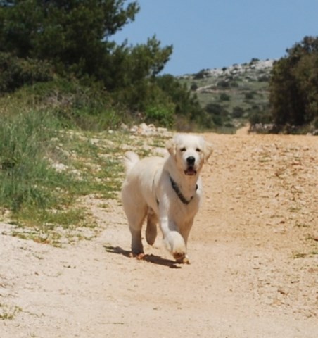 Dante Zadar